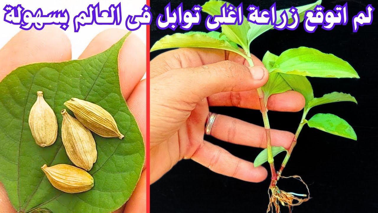 زراعة الحبهان