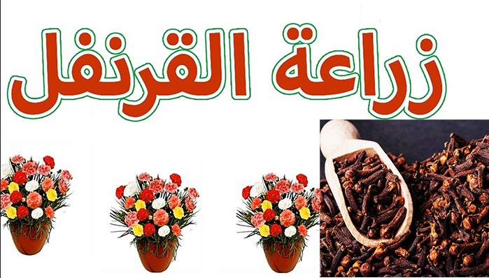 زراعة القرنفل في المنزل