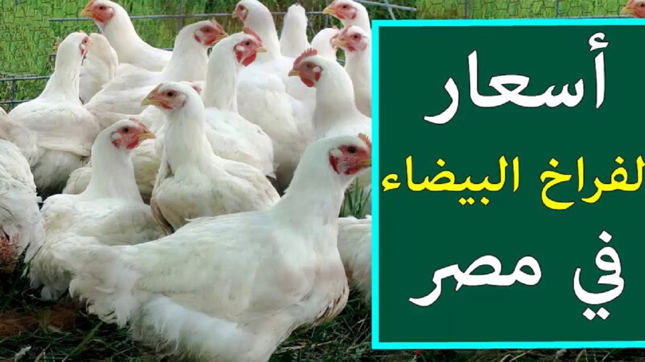 سعر الفراخ البيضاء في بورصة الدواجن