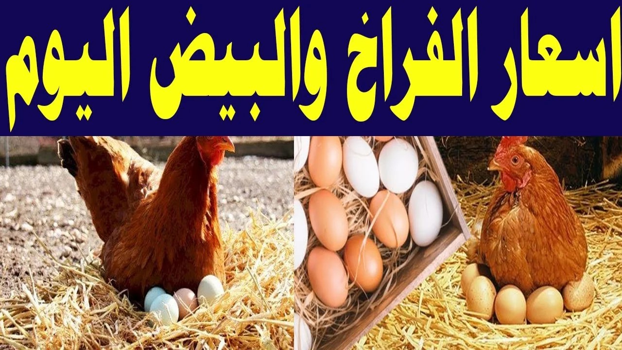 أسعار الفراخ اليوم الأربعاء 5 يونيو 2024