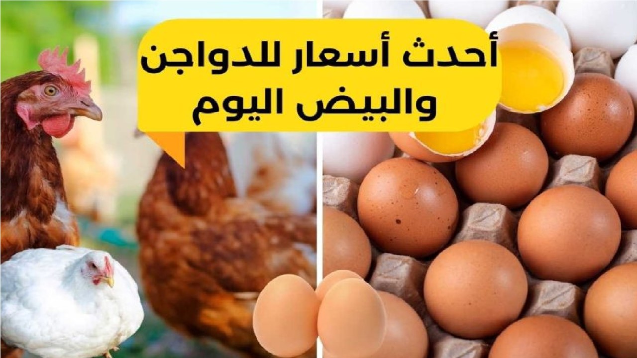 أسعار الفراخ والبيض اليوم السبت 8 يونيو بالأسواق