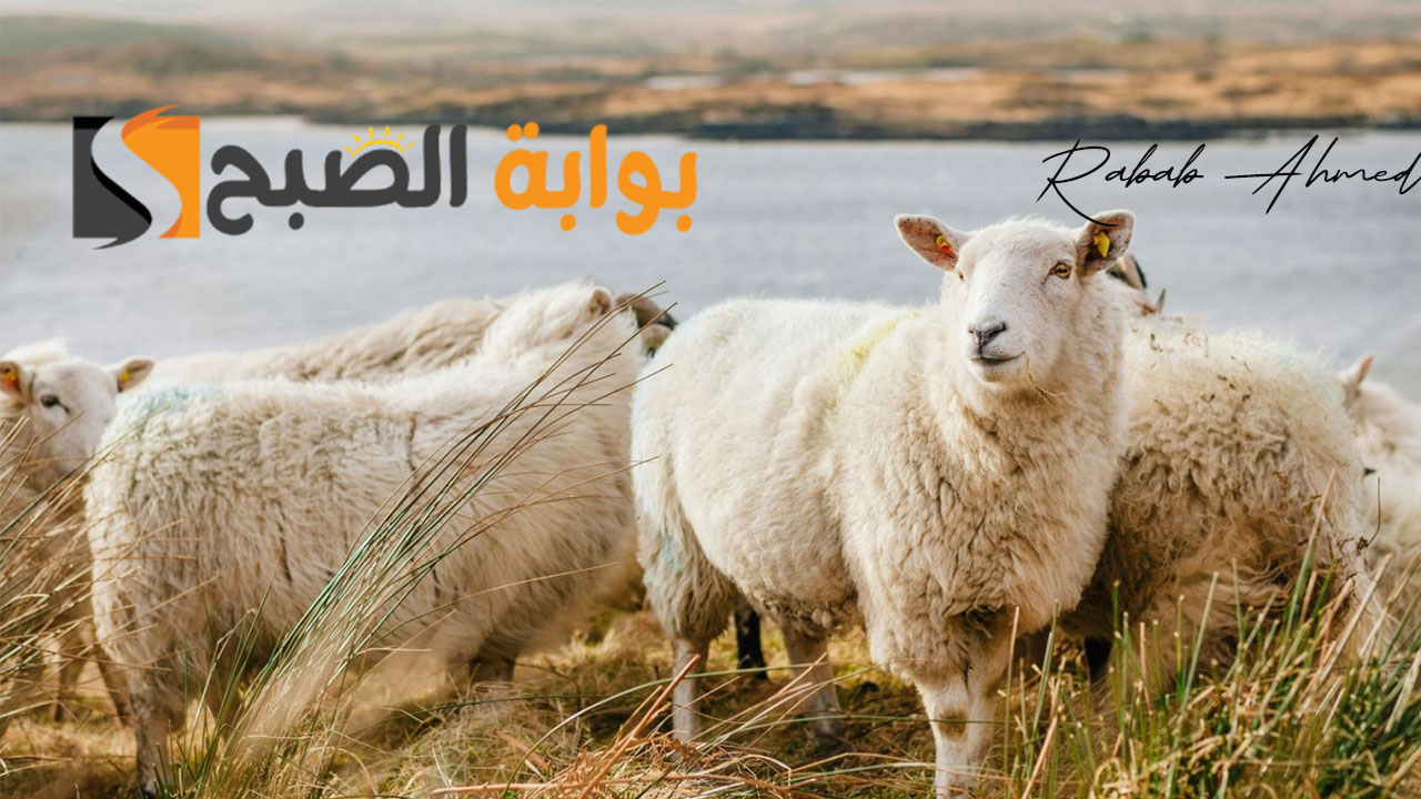 سعر صك الأضحية في الحج