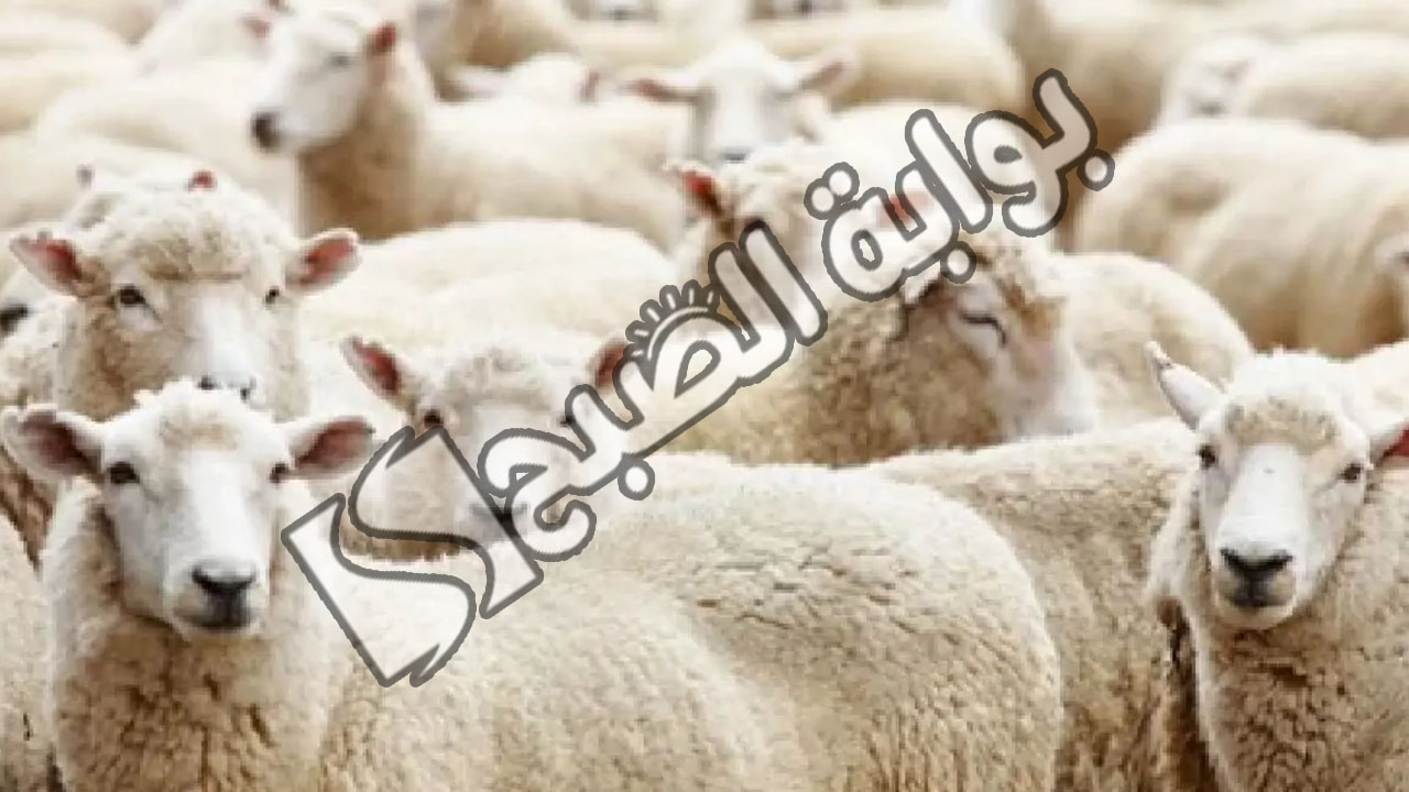 شروط المضحي في عيد الاضحى 1445