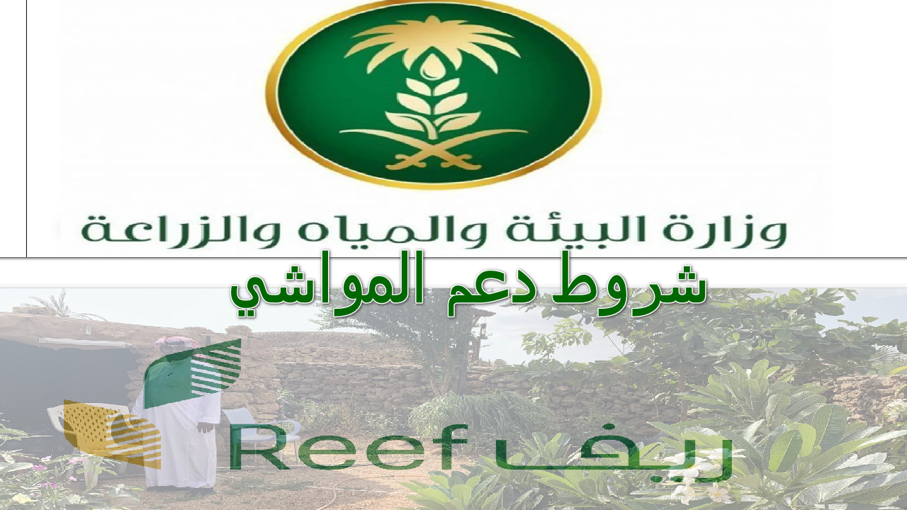 شروط دعم المواشي