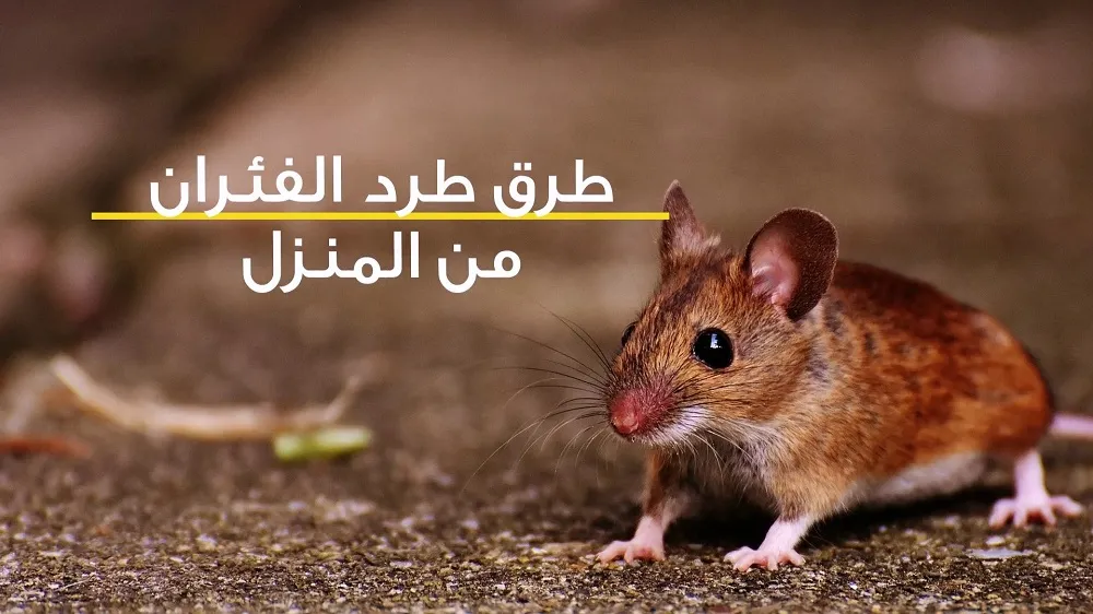 طرد الفئران من المنزل