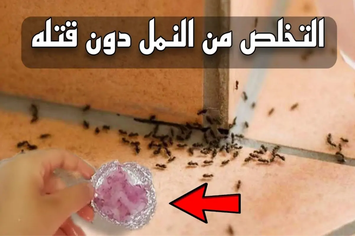 طرد النمل والحشرات