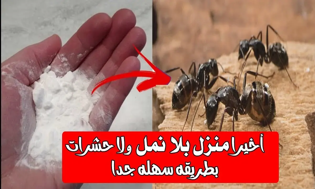 طريقة التخلص من النمل في البيت