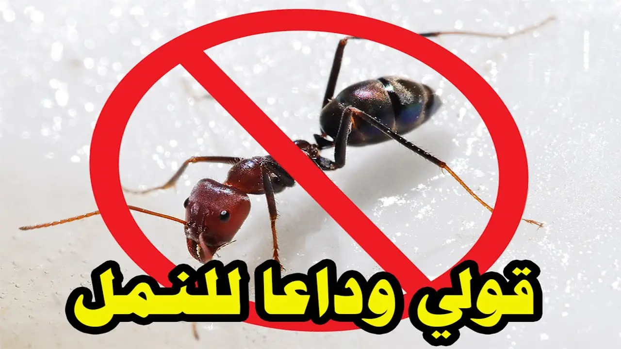 طريقة التخلص من النمل في البيت