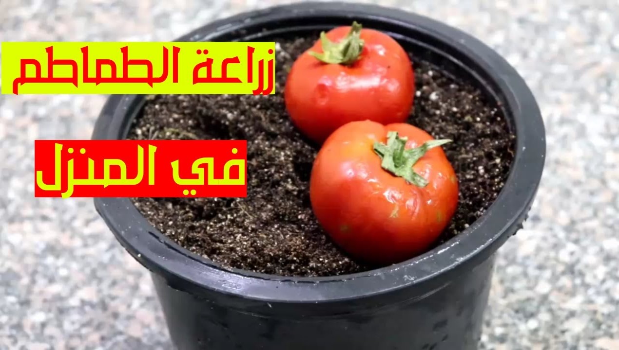 طريقة زراعة الطماطم في المنزل