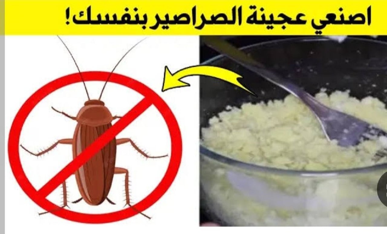 عجينة الصراصير