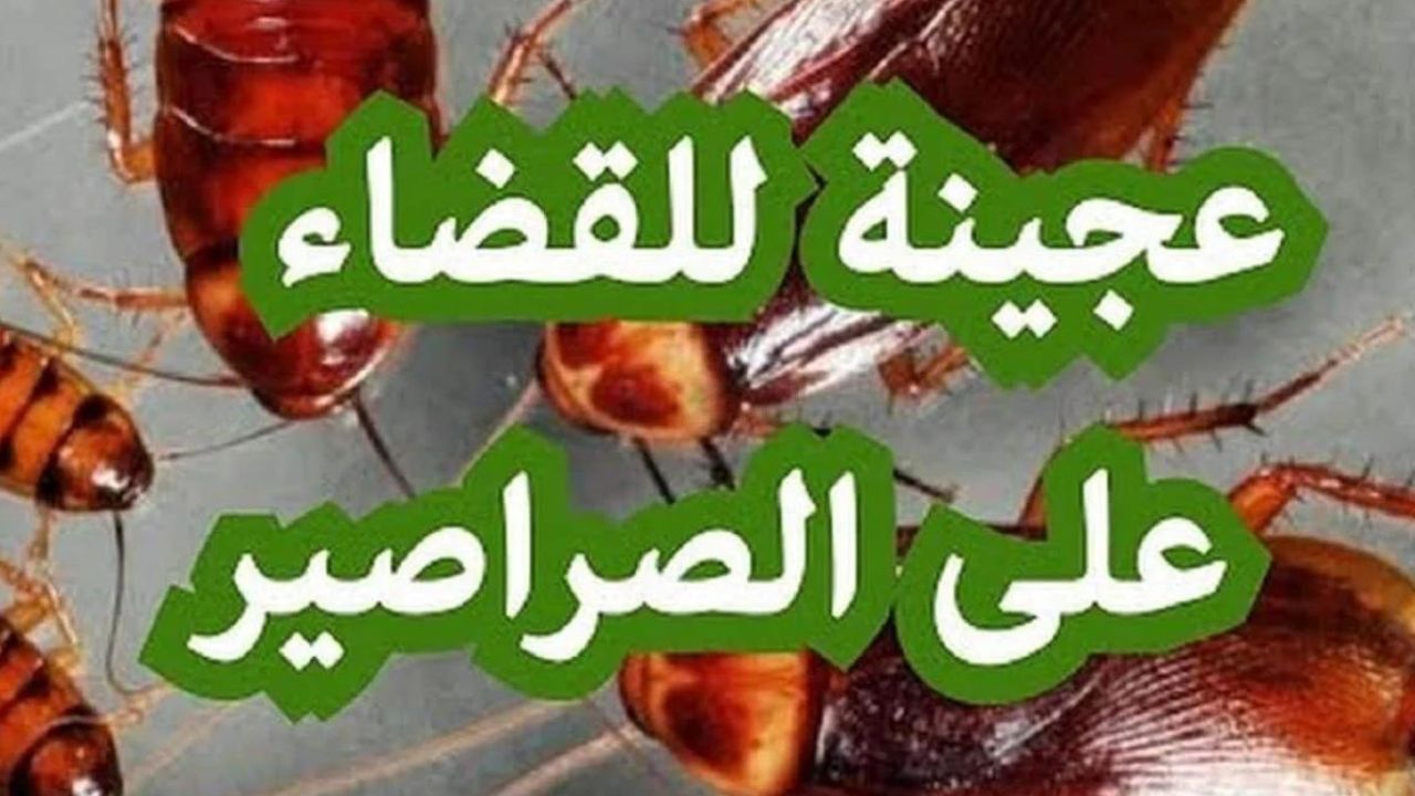 عجينة سحرية للتخلص من الصراصير في المطبخ