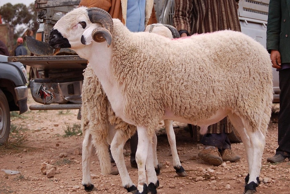 ما شروط صحة الأضحية؟ دار الإفتاء تكشف عنها