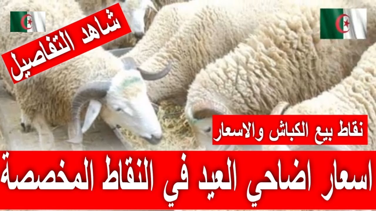 مع اقتراب عيد الاضحى المبارك.. تعرف على نقاط بيع الكباش في الجزائر العاصمة 2024