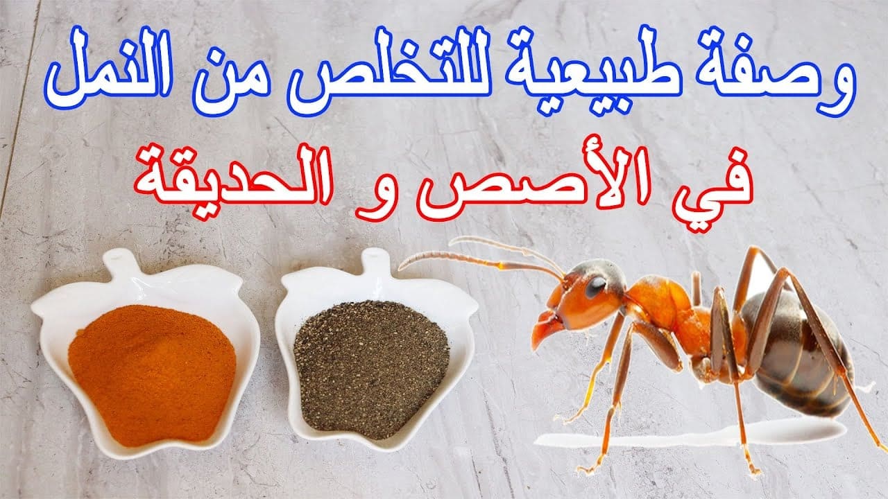 وصفات التخلص من النمل