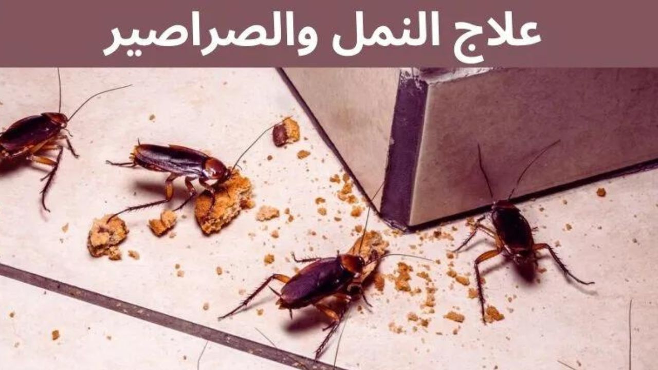 وصفة منزلية للتخلص من النمل والصراصير
