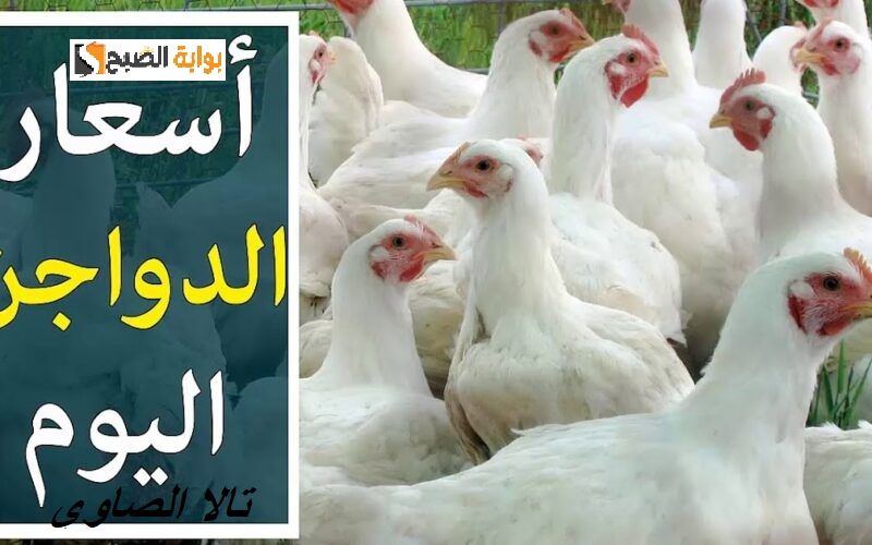 يا بلاش انخفاض حاد في بورصة الدواجن 89 جنيها في سعر كيلو الفراخ اليوم الخميس 13 مايو 2024