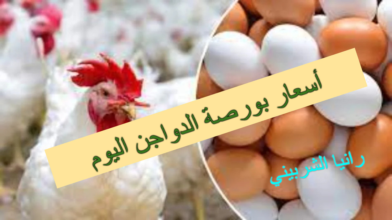 أسعار بورصة الدواجن اليوم