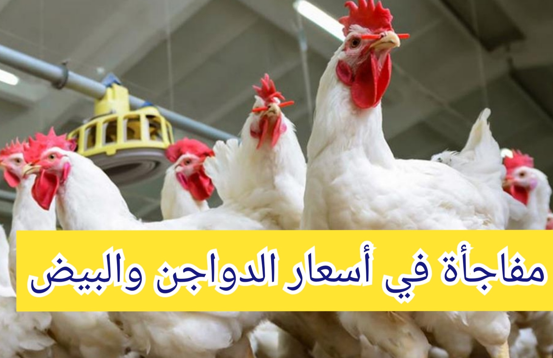 انخفاض أسعار الدواجن اليوم الخميس