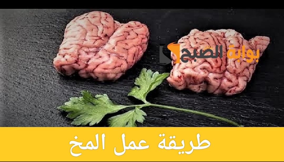 طريقة عمل المخ