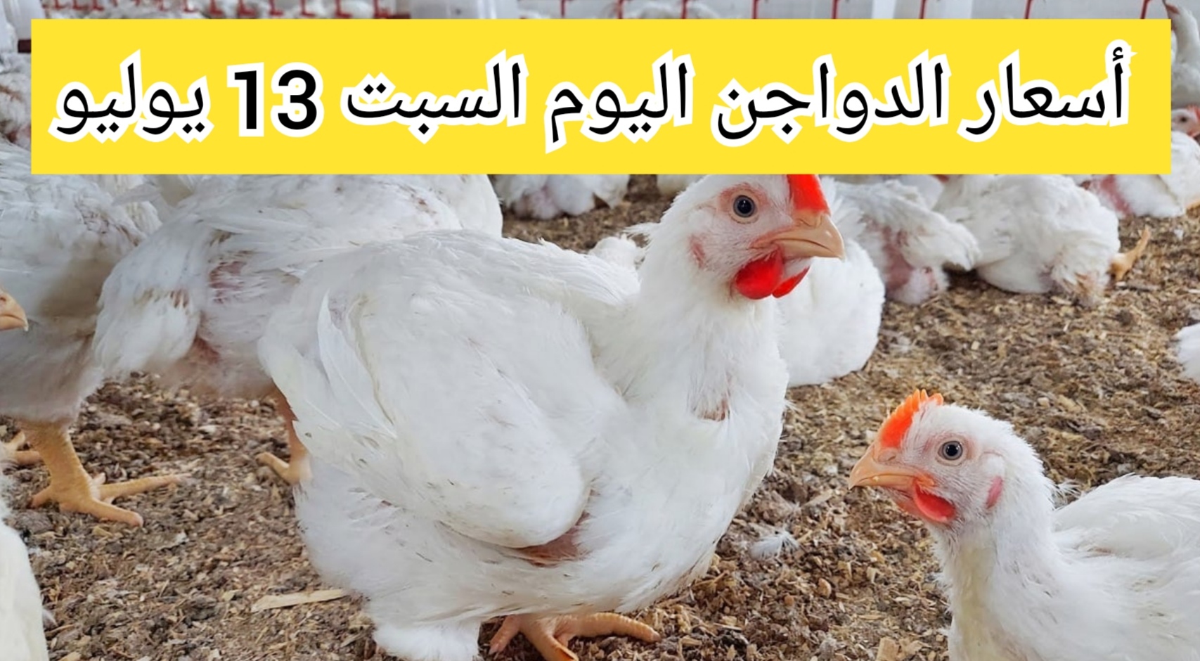 استقرار أسعار الدواجن اليوم السبت 13 يوليو
