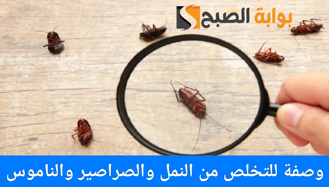 وصفة للتخلص من النمل والصراصير