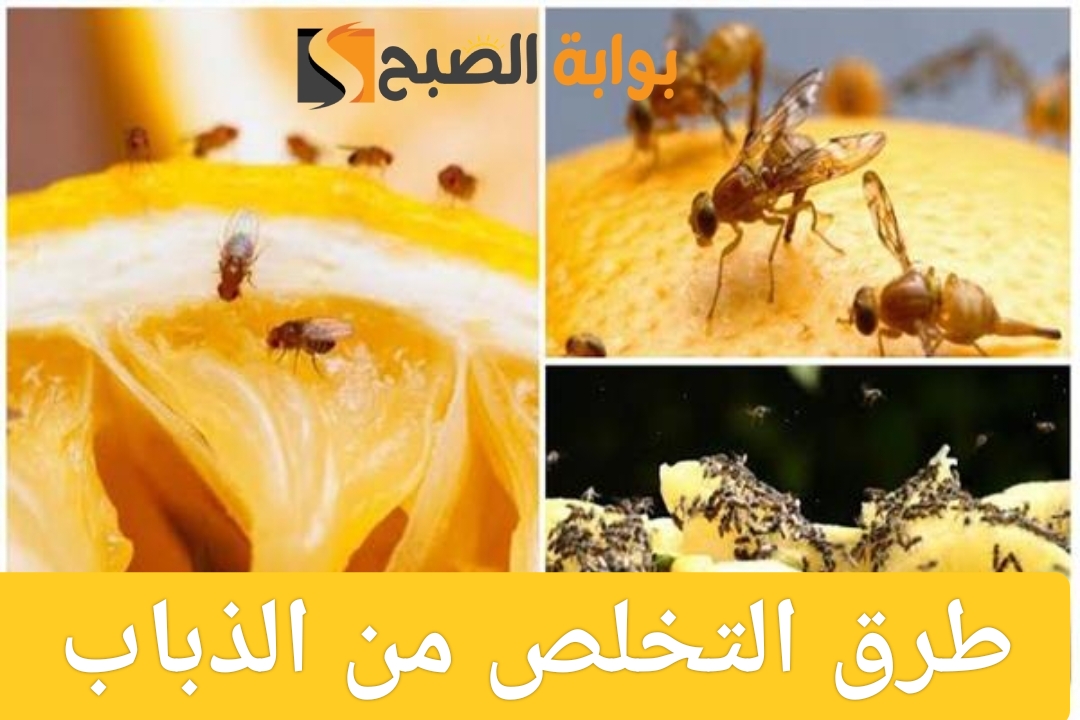 طرق التخلص من الذباب
