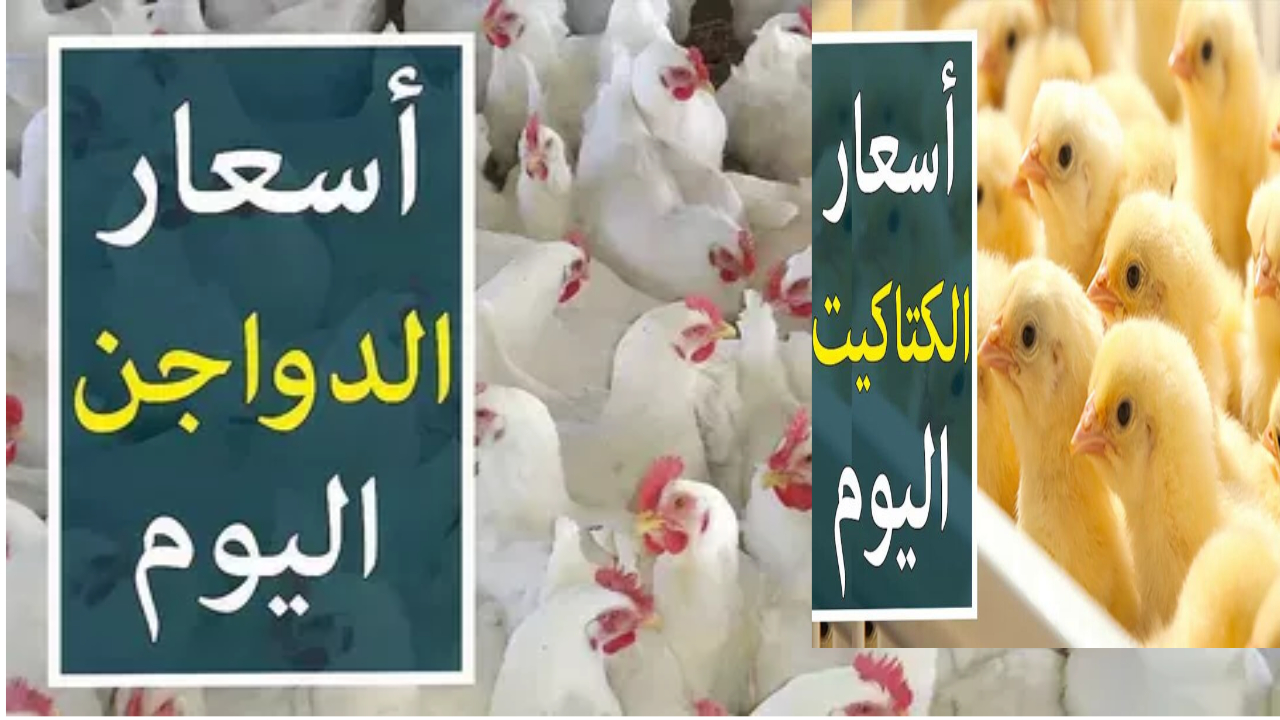 أسعار الفراخ البيضة اليوم