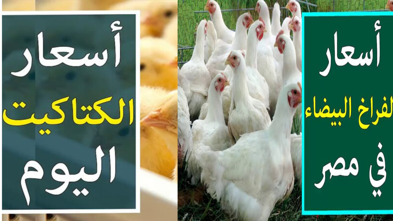 أسعار الفراخ البيضاء اليوم
