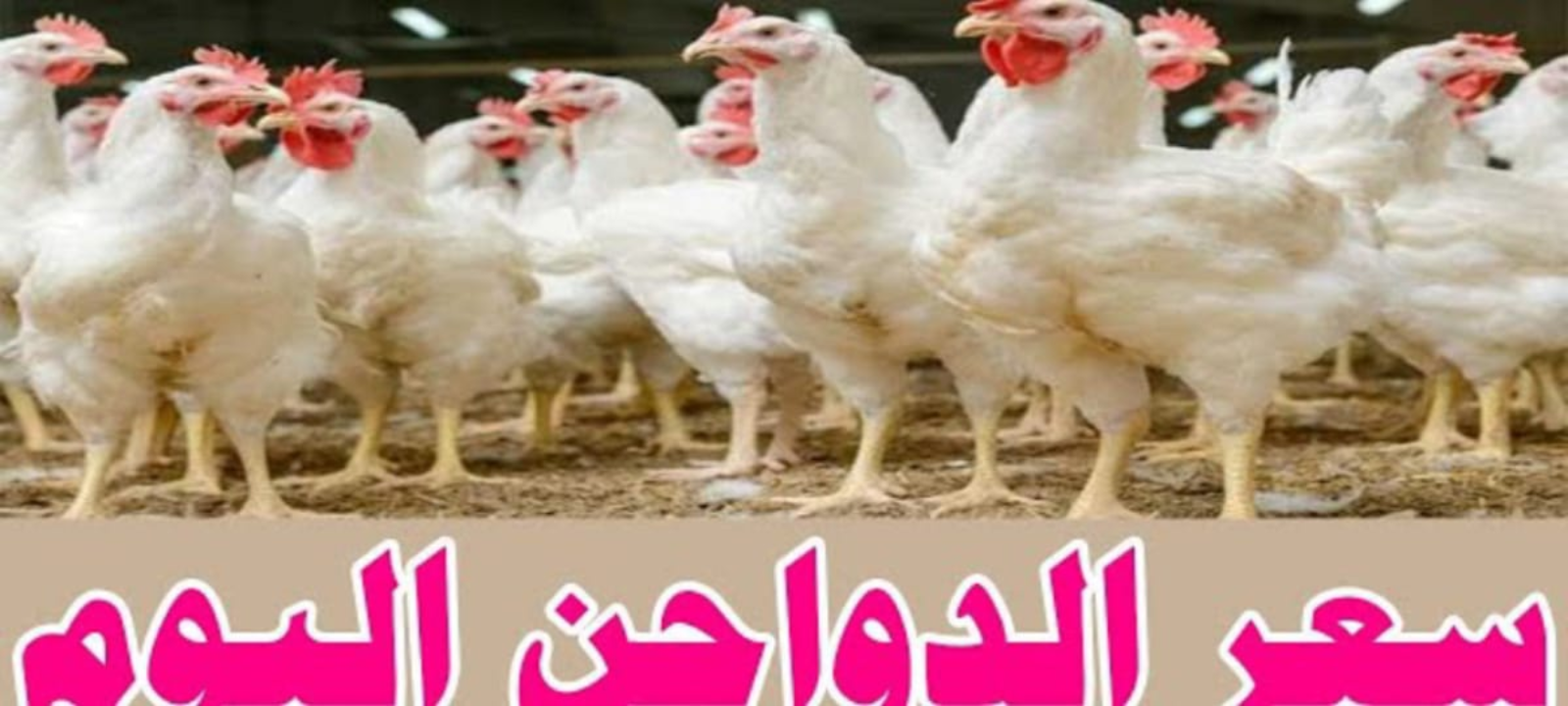 أسعار الدواجن والبيض اليوم الأربعاء 24 يوليو 2024 حسب السوق والبورصة