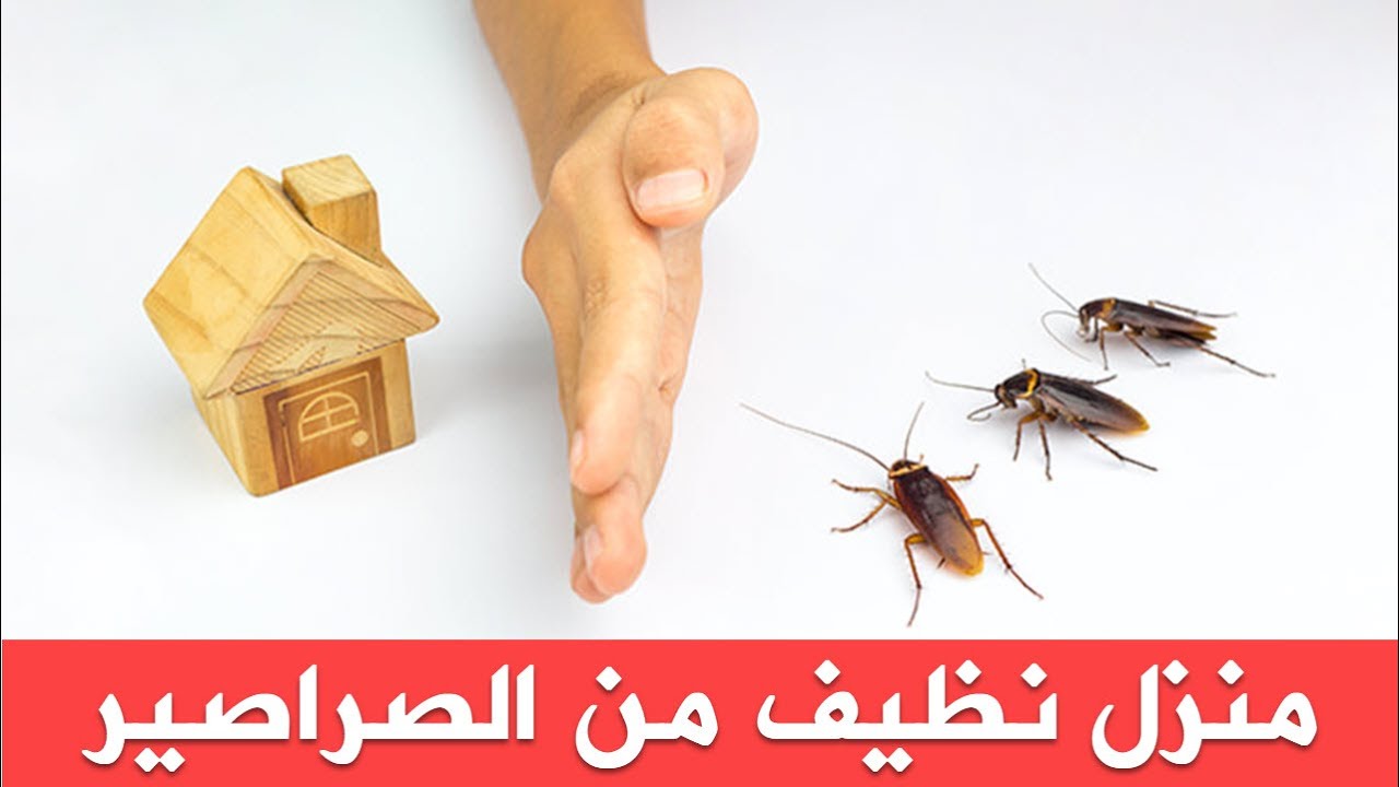 وصفة القضاء على الصراصير