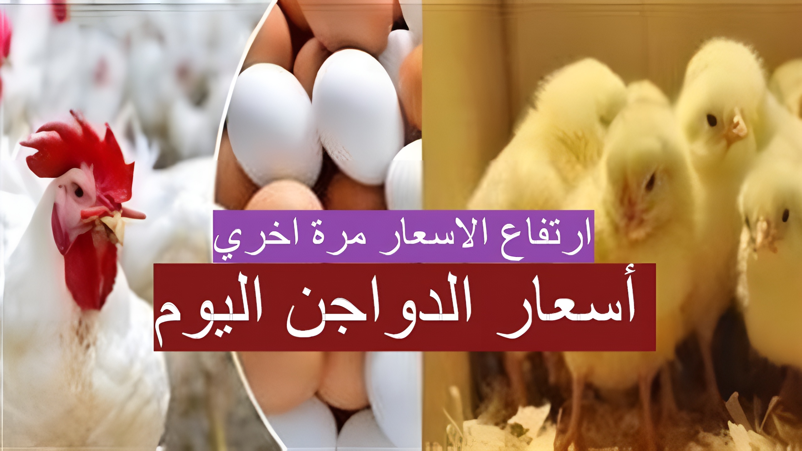 أسعار الدواجن اليوم