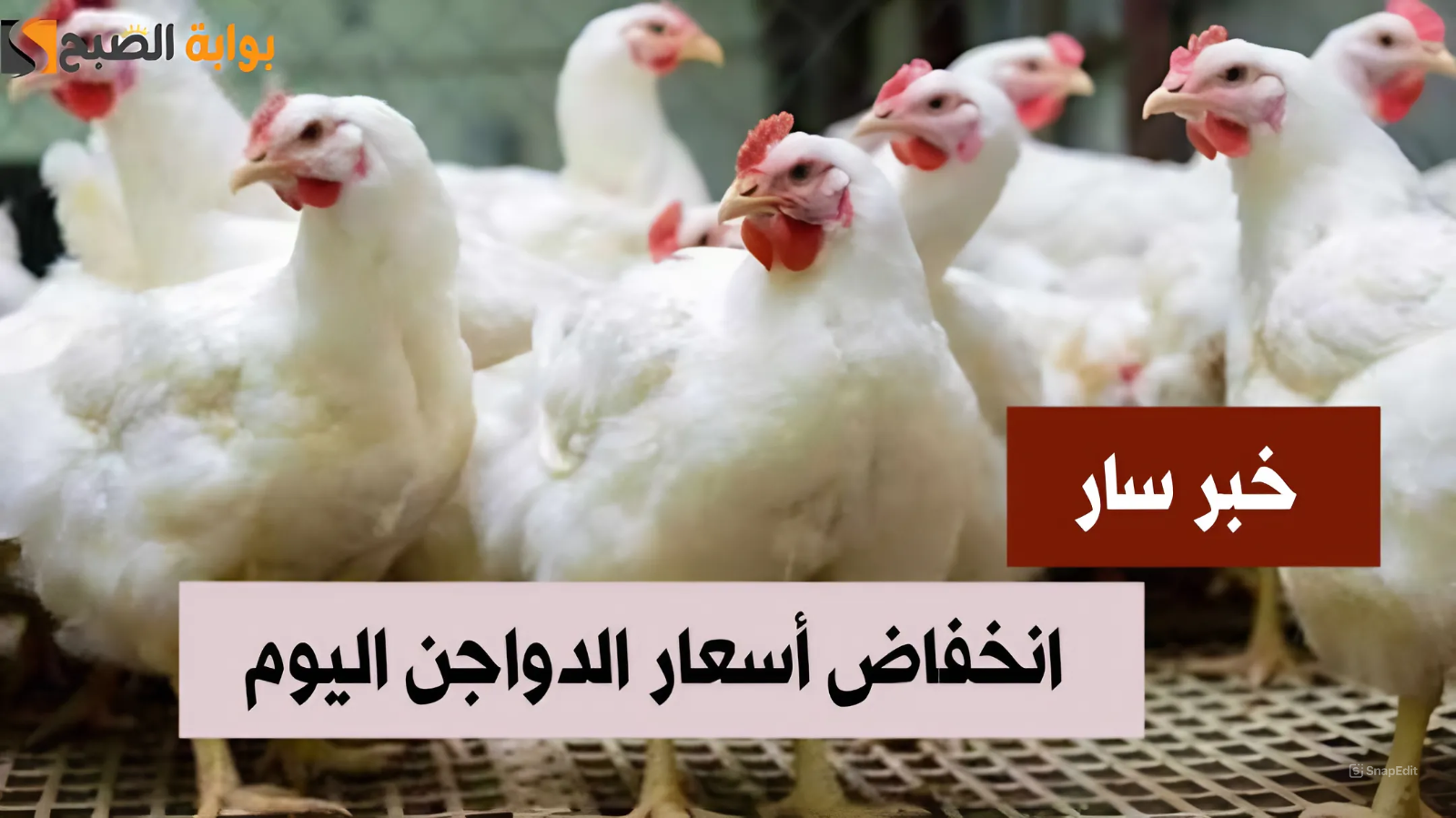 أسعار الدواجن اليوم السبت 13 يوليو 2024 في المزرعة