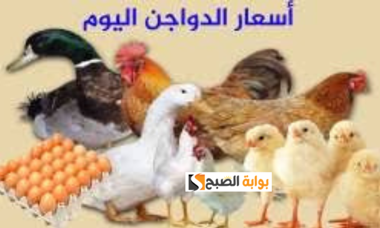 أسعار الدواجن اليوم