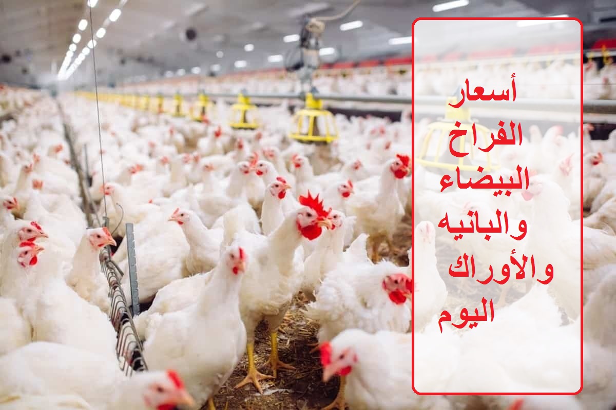 سعر البيض اليوم