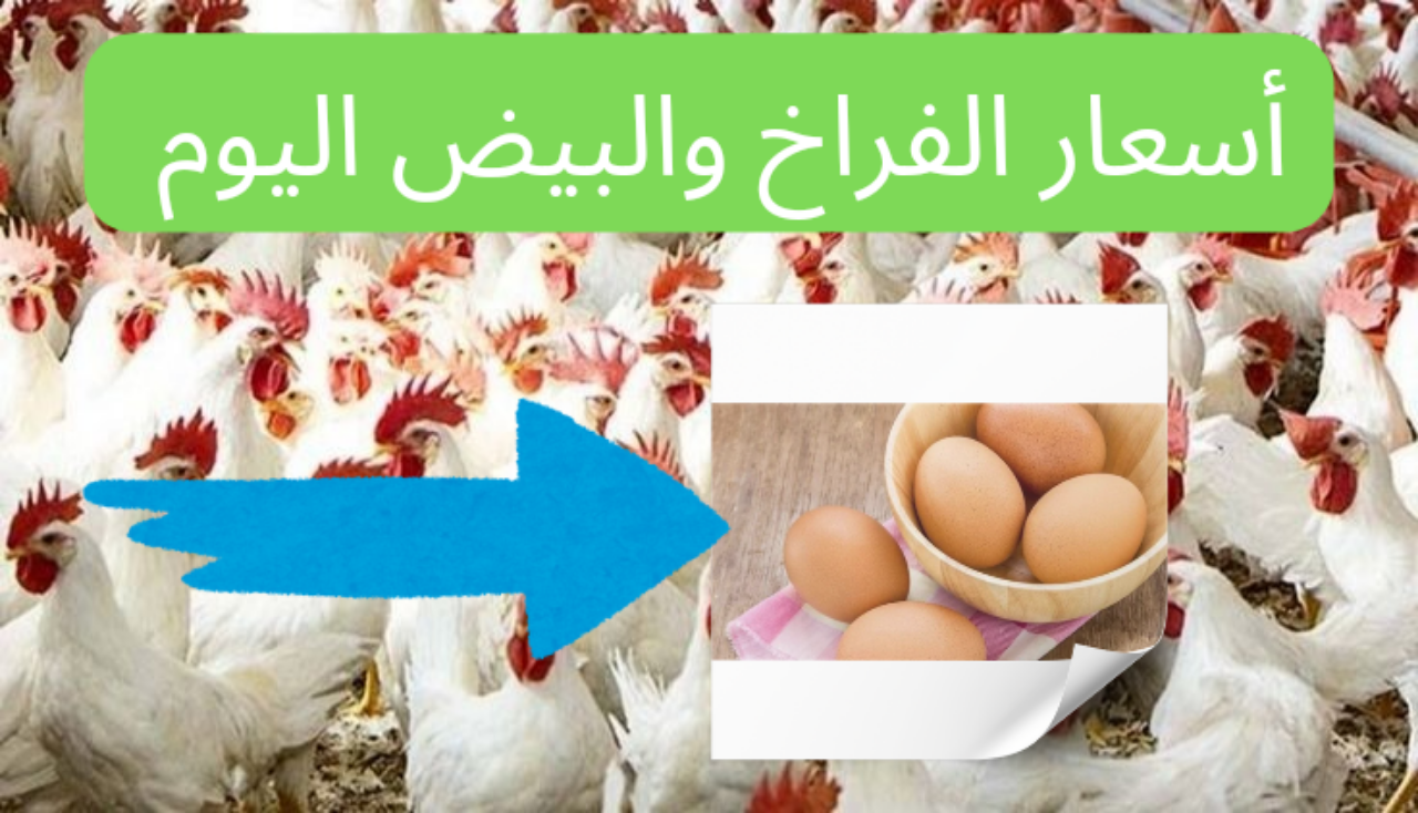 أسعار الفراخ والبيض اليوم