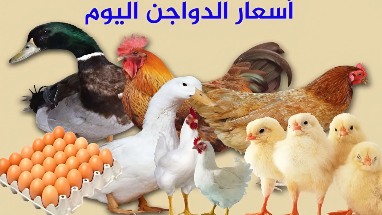 أسعار الفراخ اليوم الخميس