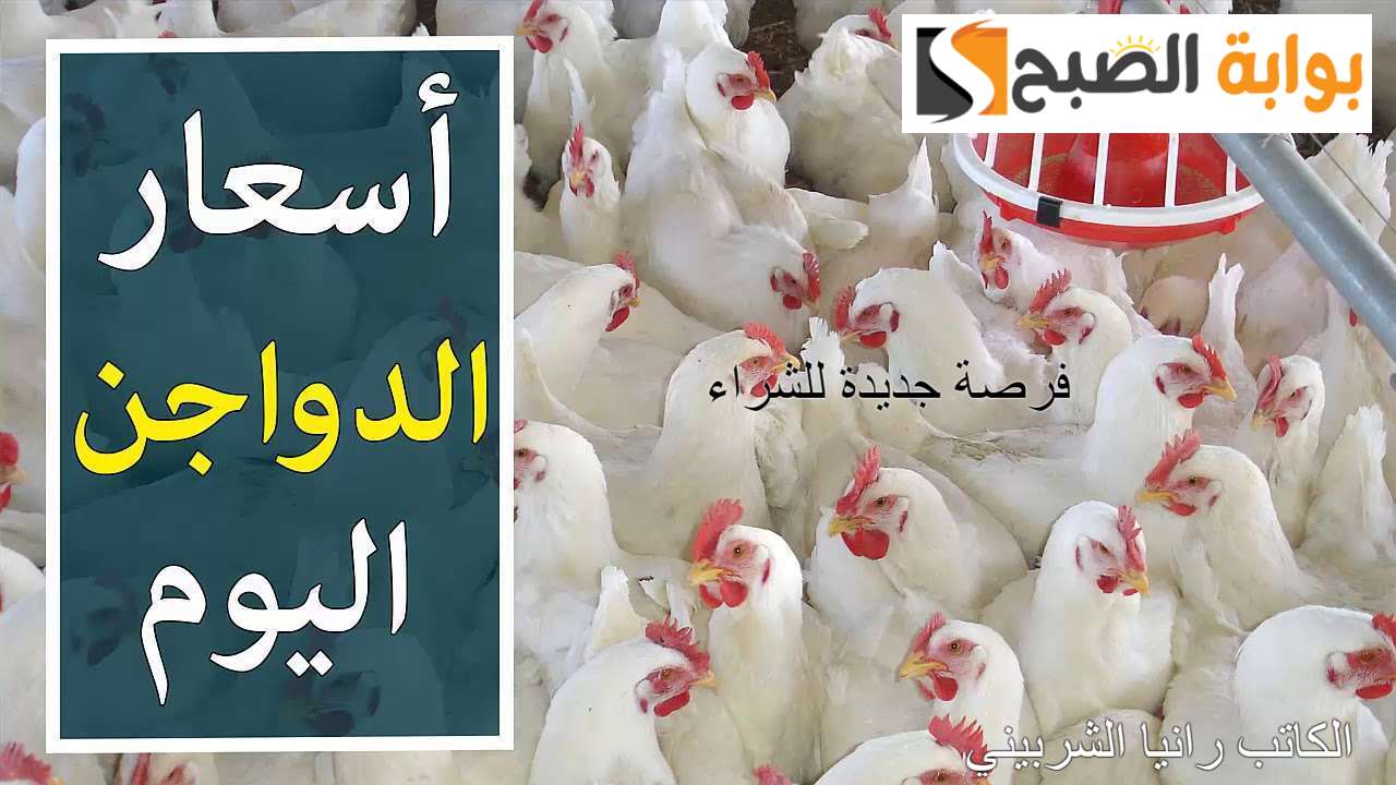 أسعار بورصة الدواجن اليوم