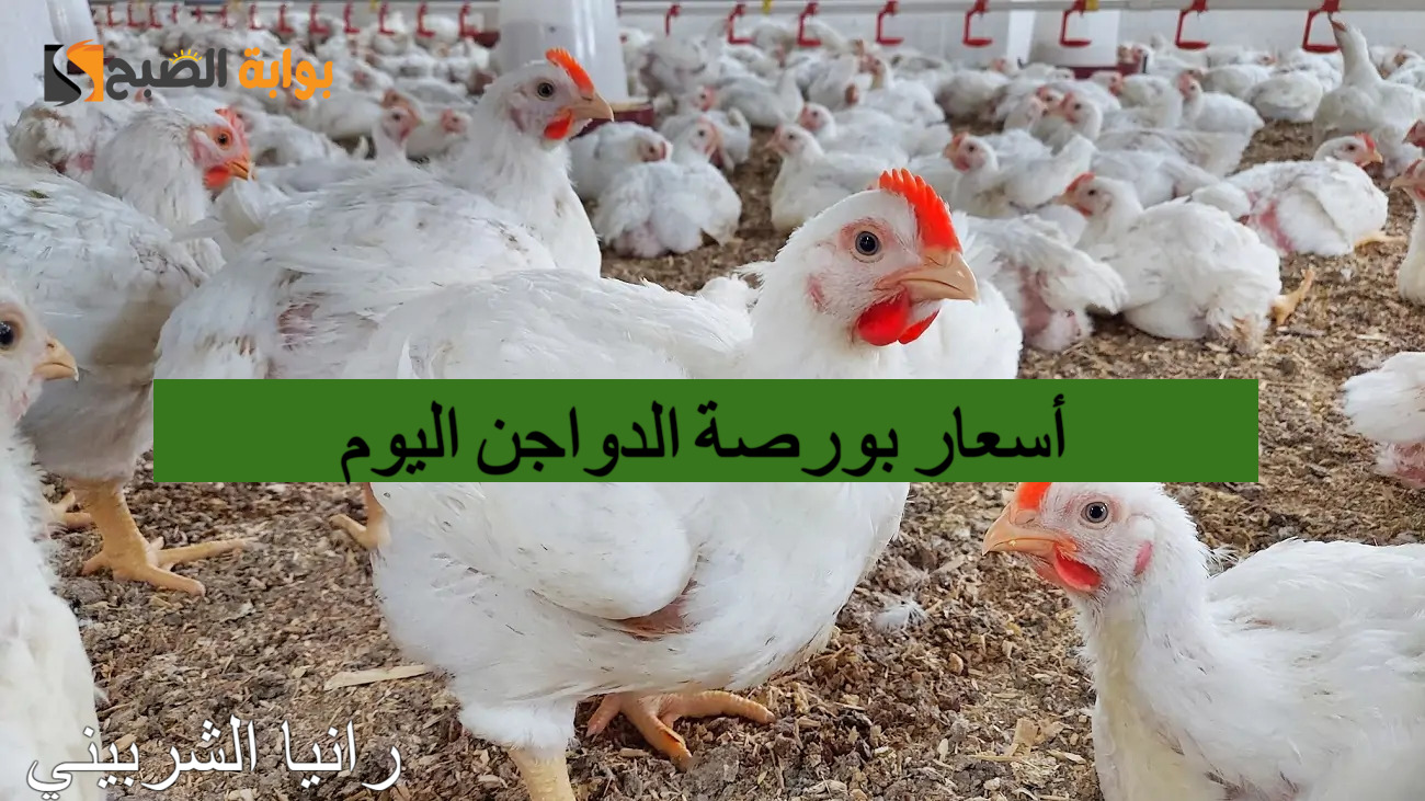 أسعار بورصة الدواجن اليوم