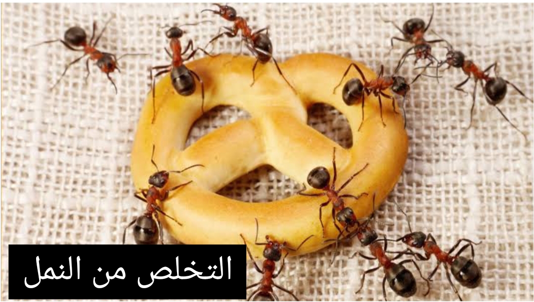 أفضل الطرق المنزلية لطر النمل