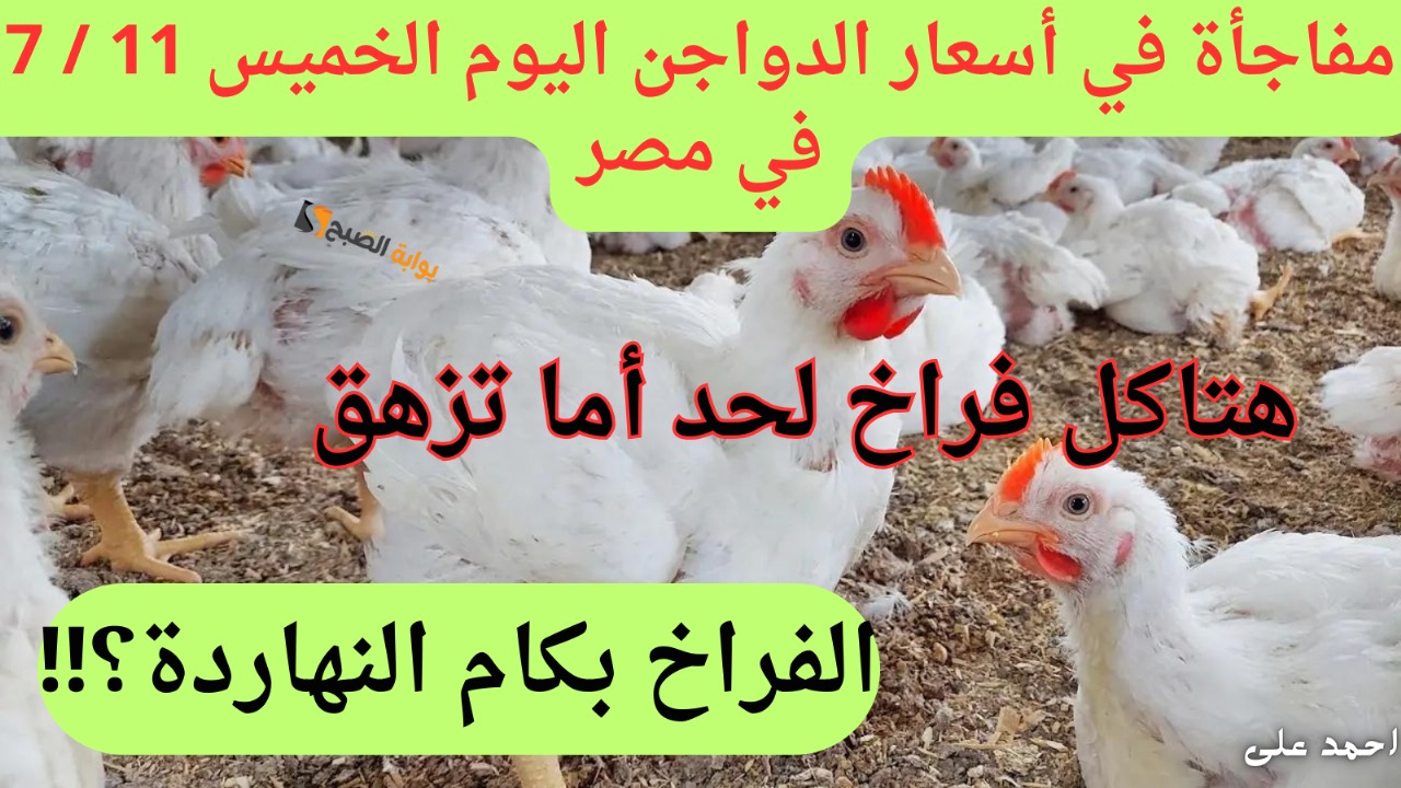 اسعار الدواجن اليوم في مصر