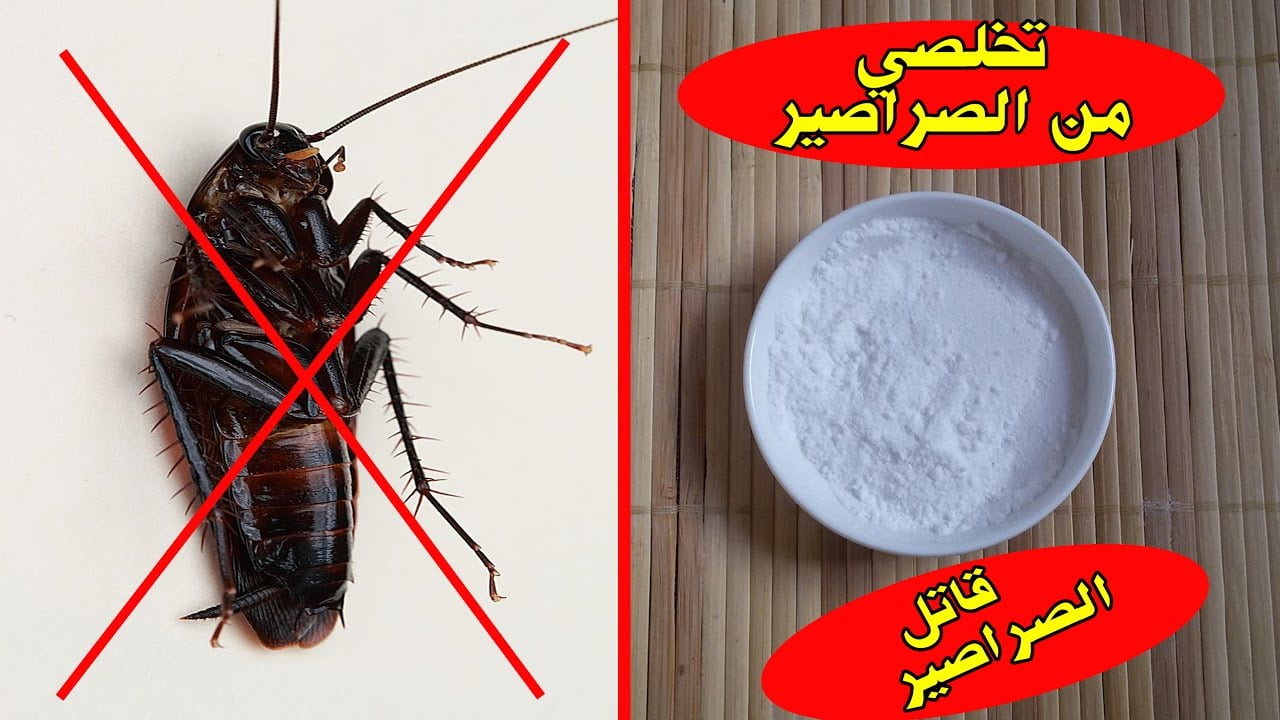 التخلص من الصراصير