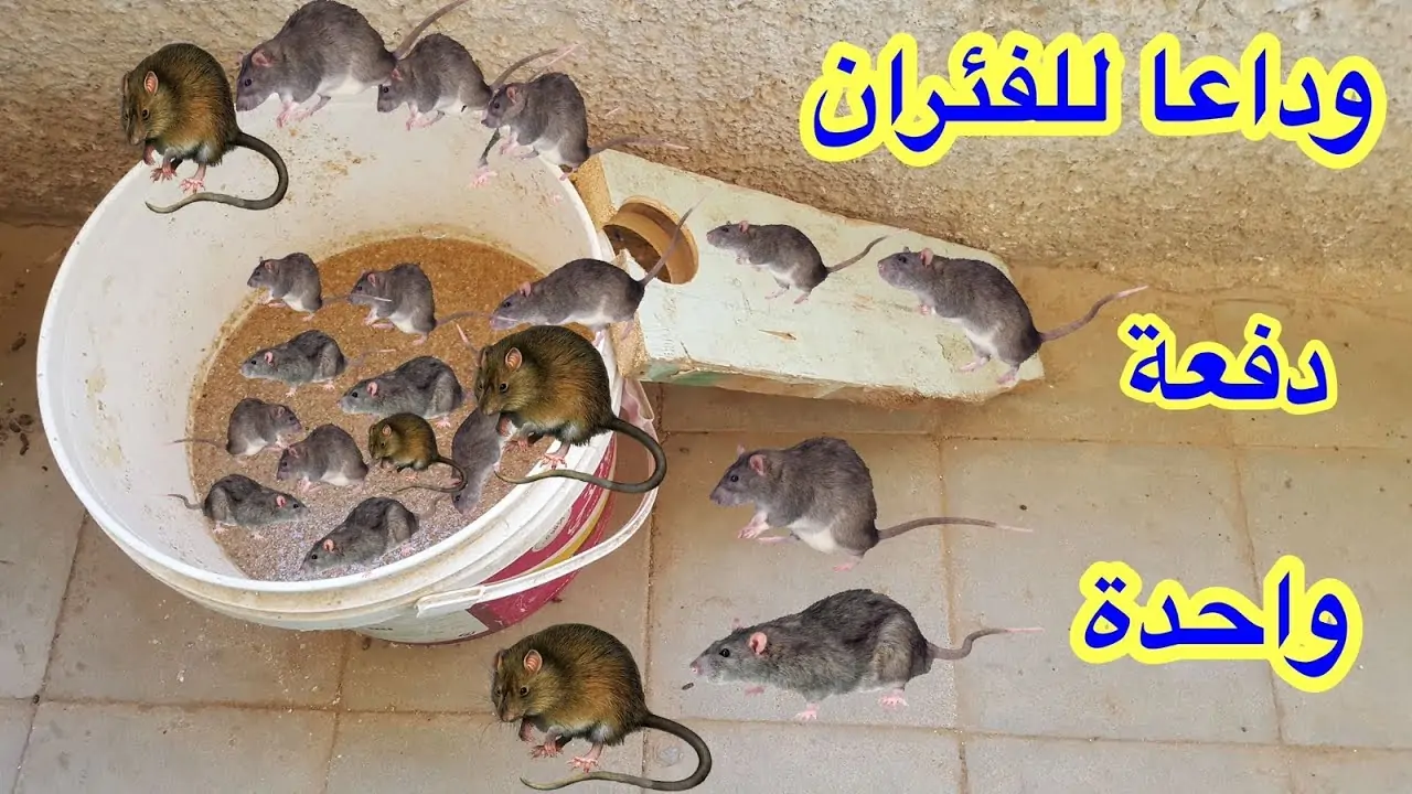 التخلص من الفئران