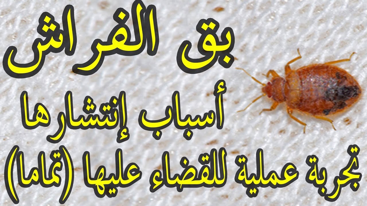 القضاء على بق الفراش