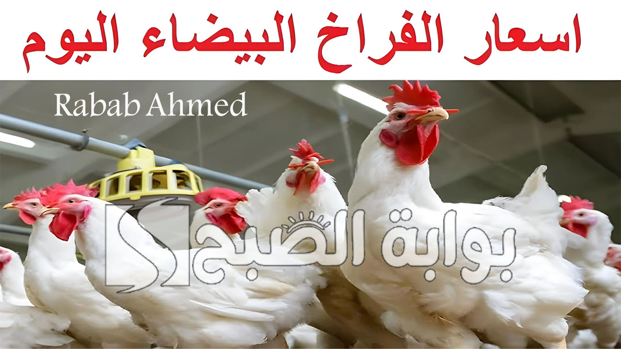 بورصة الدواجن اليوم الفراخ البيضاء