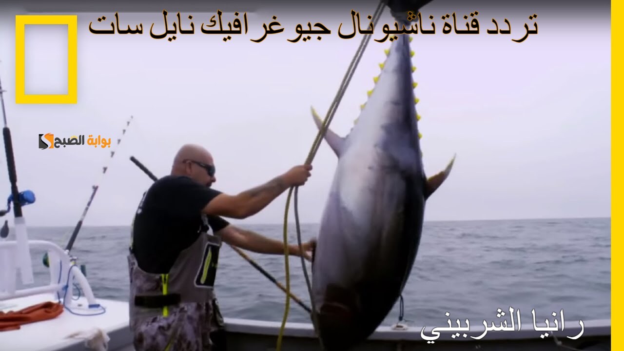 تردد قناة ناشيونال جيوغرافيك نايل سات