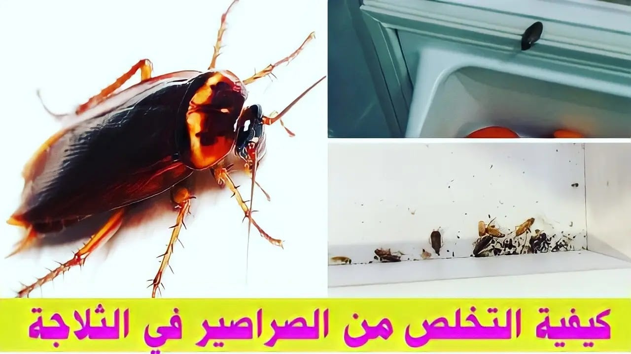 تنظيف باب الثلاجة من الصراصير