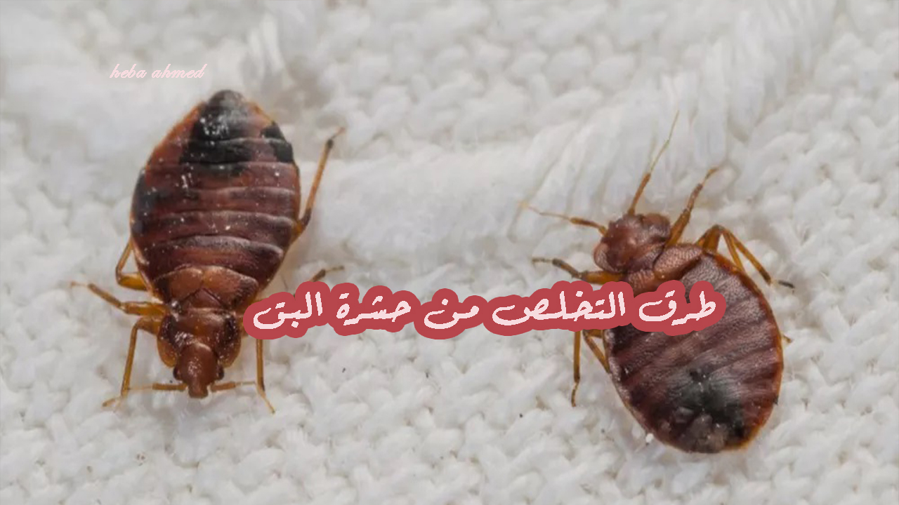 حشرة البق