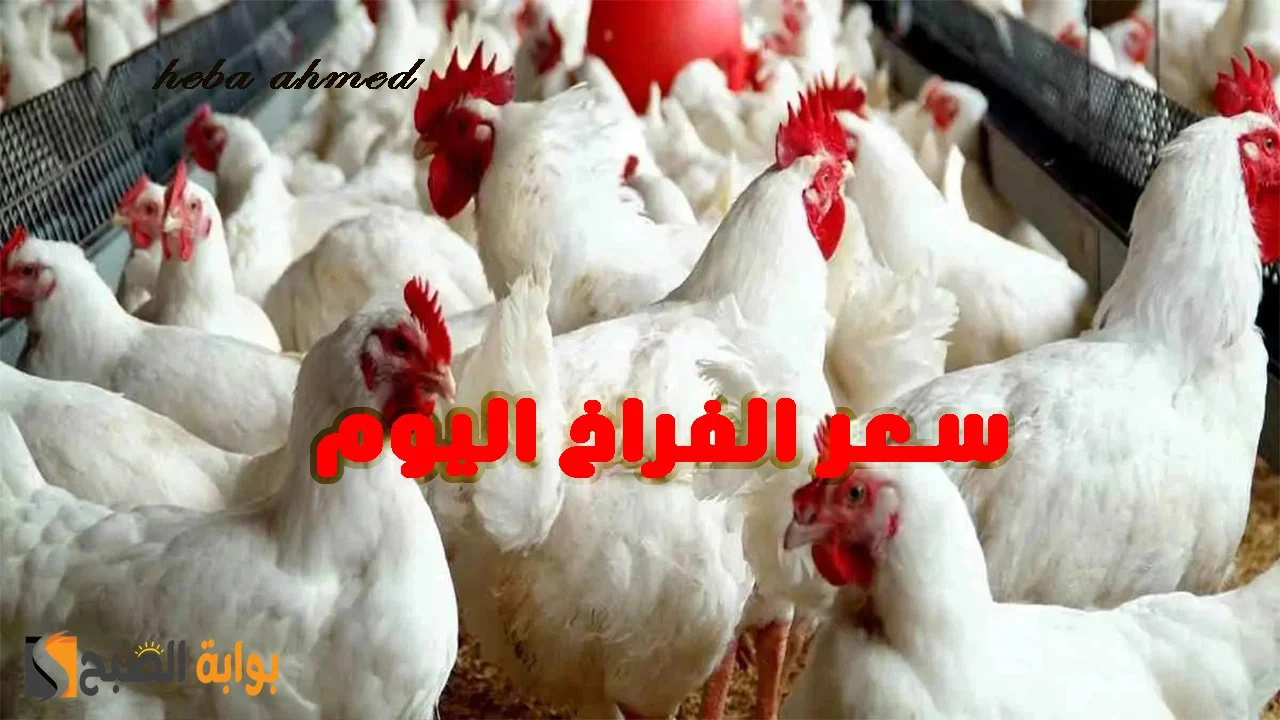 سعر الفراخ اليوم