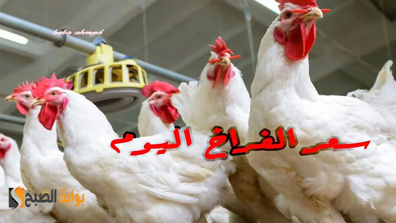 سعر الفراخ اليوم للمستهلك
