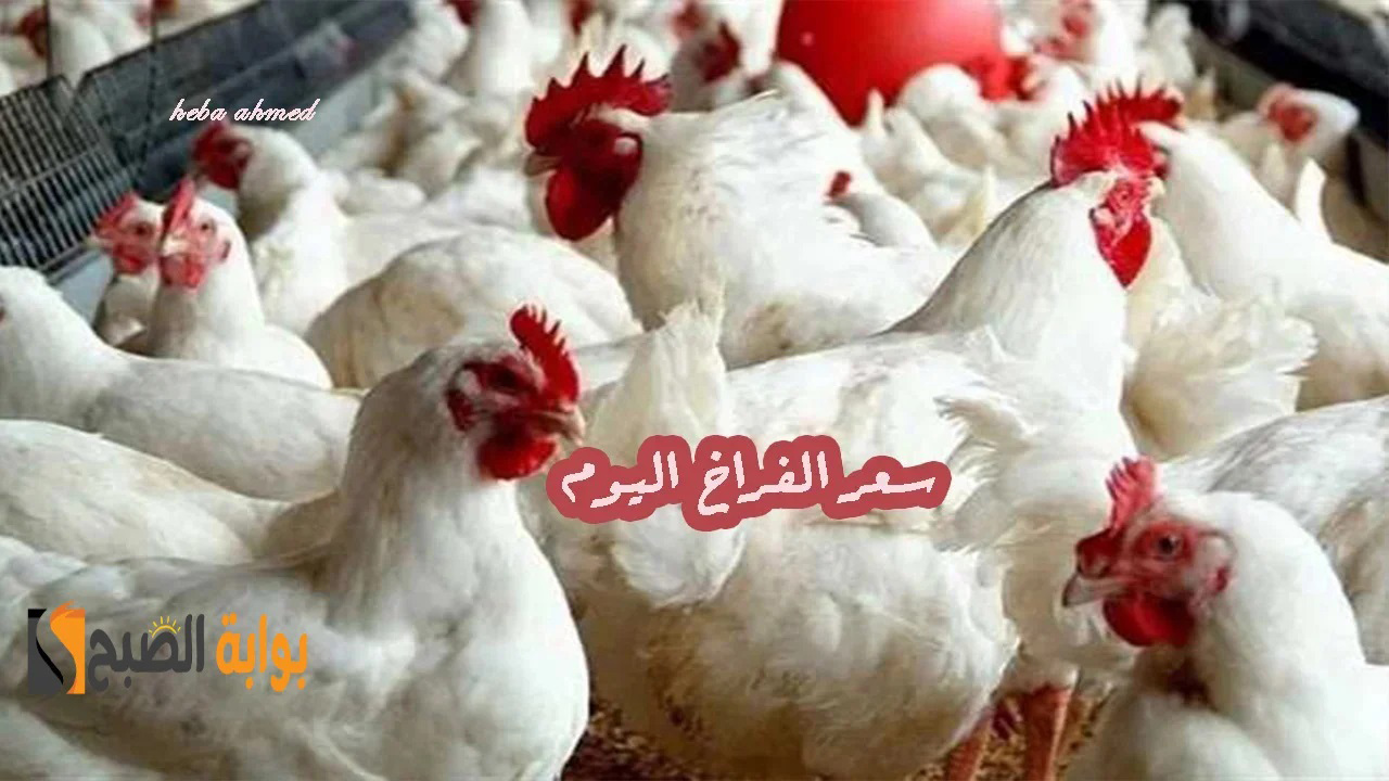 سعر الفراخ اليوم